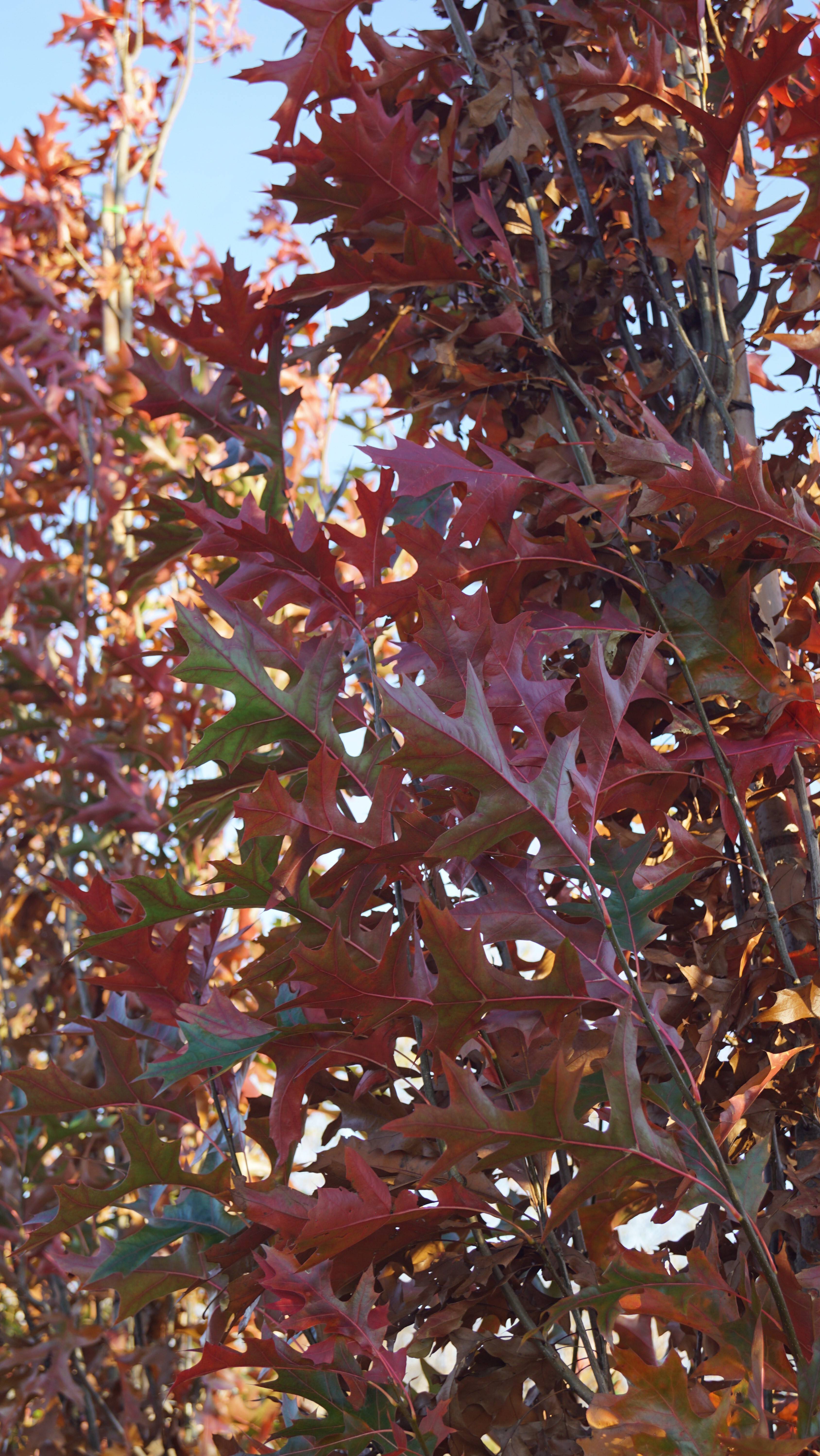 Quercus palustris 'Pringreen' (1)-1